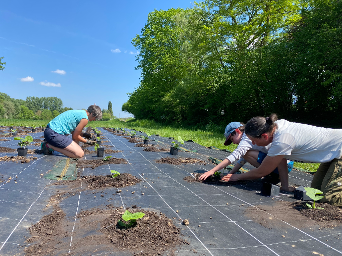 Plantation des courges