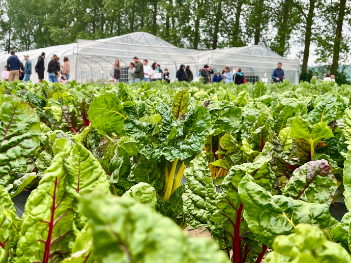 Fête de la courge